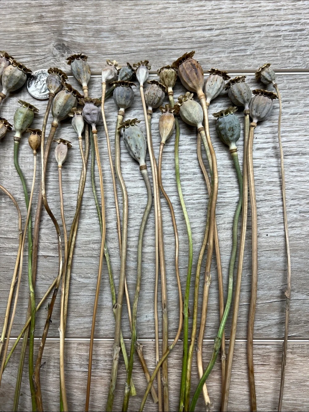 Natural Dried Poppy Pods Stems - Neutral Green-Brown